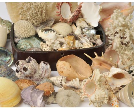 * Seashells. A collection of seashells, coral and fossils, including Spondylus barbatus, Cypraea, Bursa, Hexaplex, Murexes (i