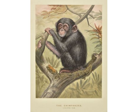 Wolf (Joseph). Zoological Sketches. Made for the Zoological Society of London, from Animals in their Vivarirum, in the Regent