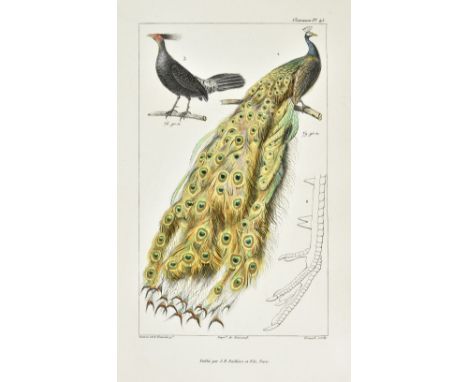 Cuvier (Georges). Les oiseaux décrits et figurés d'après la classification de Georges Cuvier, Paris: J. B. Baillère et fils, 