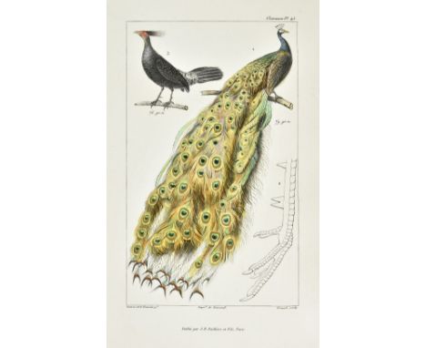 Cuvier (Georges). Les oiseaux décrits et figurés d'après la classification de Georges Cuvier, Paris: J. B. Baillère et fils, 