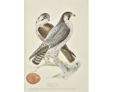 Meyer (Henry Leonard). Illustrations of British Birds, 4 volumes in 2, London: Longman &amp; Co., 1st edition, [1835-44?], li