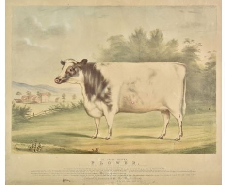 * Moody (C.). The Prize Heifer Flower, at one year and four months old..., Thomas Moses, Boston, circa 1846, lithograph after