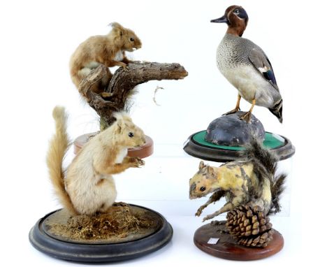 Collection of taxidermy, to include a red squirrel in a glass dome, a red squirrel on a branch (no dome) and others (5)      