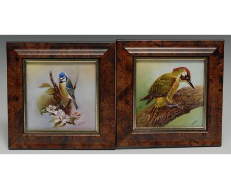 A pair of porcelain square ornithological plaques, of a blue tit and a green woodpecker, painted by Nigel Creed, the Royal Wo