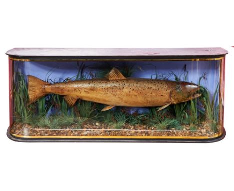 Large preserved salmon in glazed bow front case, approximately 120 x 53cm