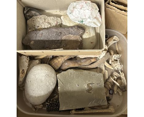 Assorted fossils and shells (box)