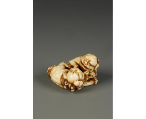 A JAPANESE IVORY SHISHI NETSUKE by Tomotane Kinryusai, the two lions wrestling, one lying on its' back, signed on an irregula