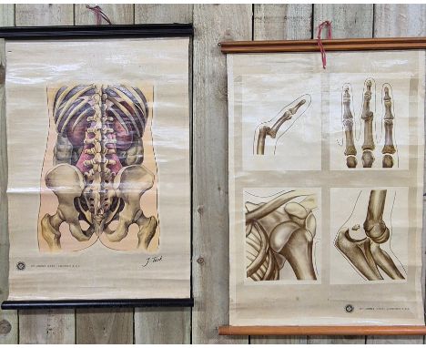 Two 1940's St Johns Gate London body diagrams. One signed J. Teck. [73x49cm] 