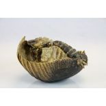 Taxidermy Armadillo Basket, approx 18 x 18 x 10cm