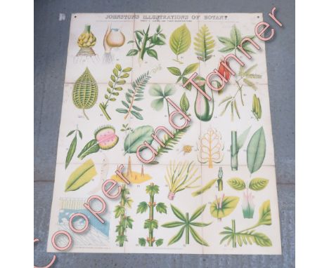 Five linen backed Anatomy, Physiology and Botany charts by W. &amp; A K Johnston limited, ligaments, muscles, 99cm x 74cm and