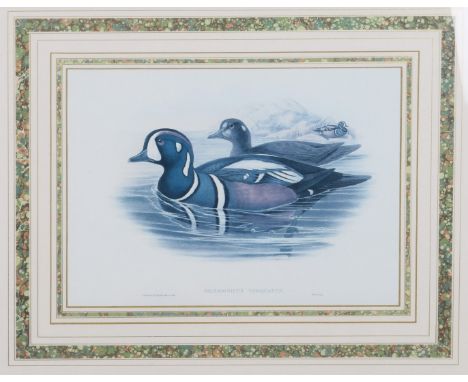 AFTER J GOULD AND H.C. RICHTER 'Mareca Penelope', print in colours, 23 x 32cm; three further similar; two smaller after Gronv