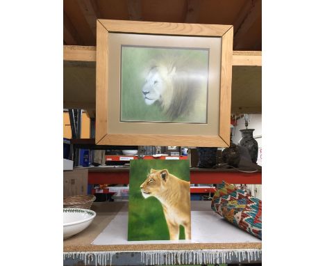 A FRAMED PASTEL OF A LION TITLED 'OLD TIMER' SIGNED MARGARET JACKSON '06 46.5CM X 52CM PLUS AN ACRYLIC ON BOARD OF A LIONESS 