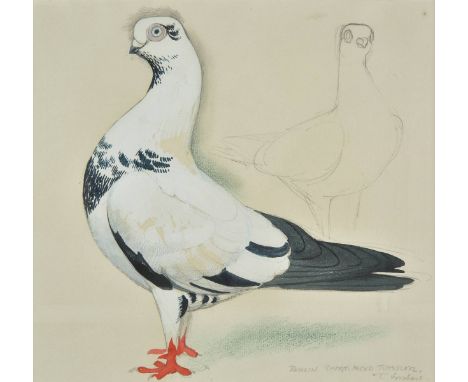 *AR Tunnicliffe (Charles Frederick, 1901-1979).  Pigeon study. Berlin Short-faced Tumbler,  pen, pencil and gouache on white 