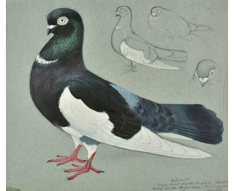 *AR Tunnicliffe (Charles Frederick, 1901-1979).  Pigeon Study. Ancient Tumbler,  pen, pencil and gouache on pale grey/blue pa