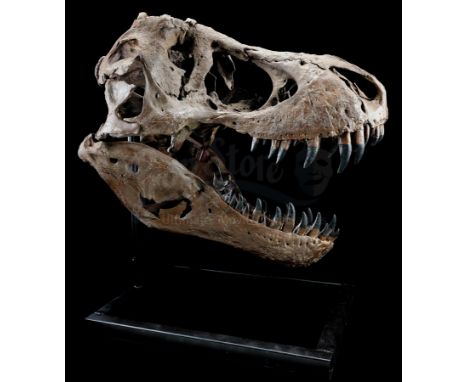 A mounted 5-foot tyrannosaurus rex skull from J.A. Bayona's action-adventure sequel Jurassic World: Fallen Kingdom. The tyran