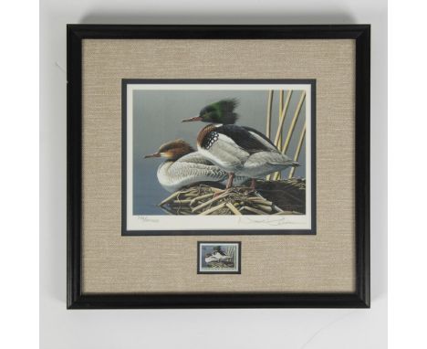 Beautifully framed colorful portrait of the red breasted Merganser along with the migratory bird hunting and conservation sta