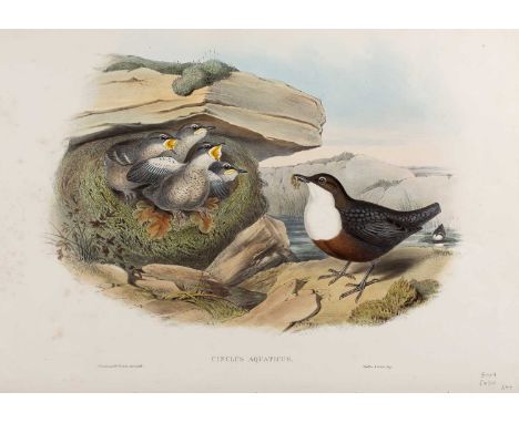 J Gould & H.C. Richter'Cinclus Aquaticus', lithograph, hand-coloured, 38.5 x 56cm; and three further, all unframed (4)