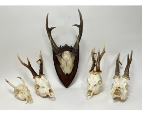 A collection of three unmounted Roe Deer skulls and antlers (largest l. 40cm), together with a Muntjac skull and antlers (l. 