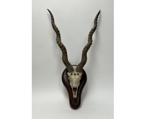 An Indian blackbuck antelope circa 1910 skull and horns, mounted on a wooden shield (l. of horns 54cm, entire length 77cm)