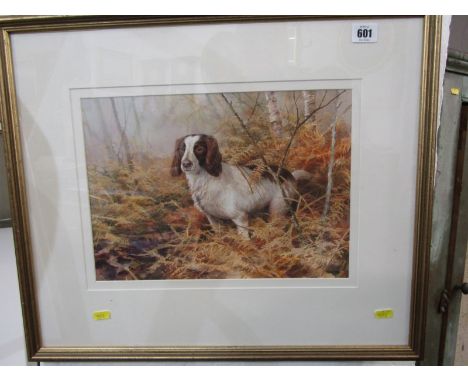 NEIL COX, signed watercolour "Portrait of Springer Spaniel", 25cm x  35cm