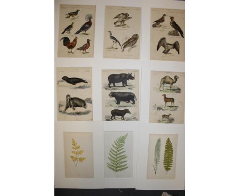 A selection of 19th and 20th century loose leaf plates in mounts of 'Birds'. (Approximately 10).  Mounted prints good some wi