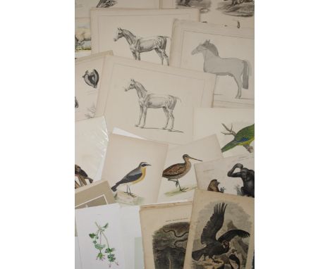 A selection of 19th and 20th century loose leaf prints and etchings mostly on subjects 'Horses', 'Horse Racing', 'Birds',  an