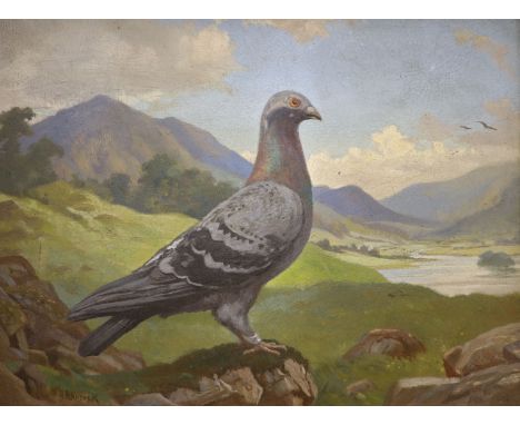S. H. Hancock, oil on board, Portrait of a racing pigeon in a landscape, signed, 34 x 46cm