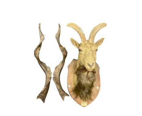 Markhor or Black Buck taxidermy head mount, plate reads 'Kashmir 1910 CHP'  The horns measure approximately 94cm Approx 86cm 