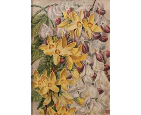A Set Of Four 19th Century Botanical Prints Peony, Mallow, Magnolia, Forsythiacoloured print17cm x 11.5cm (4)Frame size: 35cm