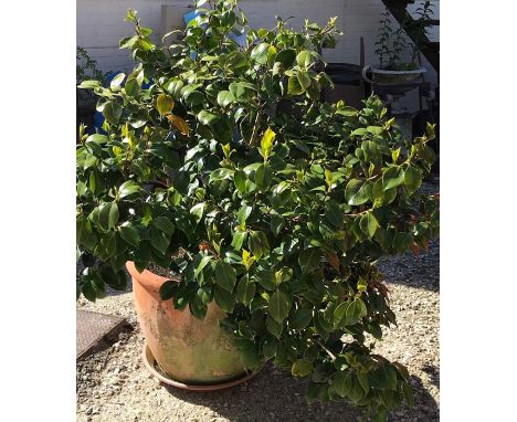 Large terracotta planter with Camellia plant. 