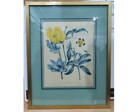 Assorted prints, mirrors to include print of Peter Rabbit, botanical studies, etc (1 box) 