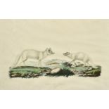 A group of three 19th Century hand coloured natural history engravings (3).