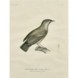 Coutant after Pretre, a group of seven ornithological plates from the voyage de la Coquille, each