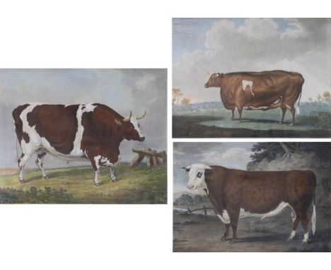 William Ward after Thomas Weaver  ''The Unrivalled Lincolnshire Heifer - Fed by Tho's Willoughby of Orby, near Burgh''  Stipp