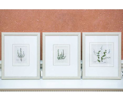 A set of three early 19th century botanical hand-tinted engravings, depicting 'Veronica arvensis', 'Veronica serpyllifolia', 