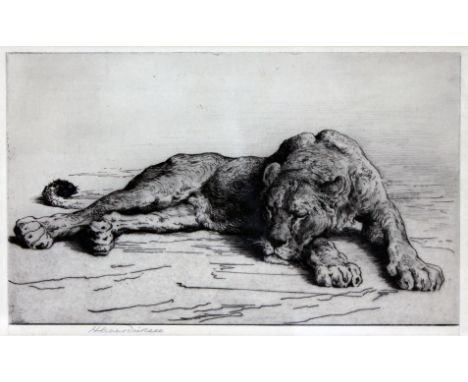 Herbert Dicksee (1862 -1942), study of a sleeping lioness, etching, 30.5cm x 19cm, stamped and signed in pencil lower left, g