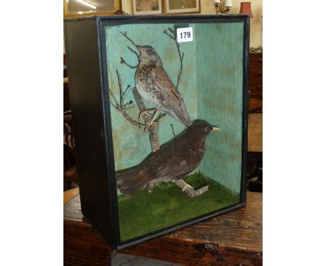 Taxidermy - cased Blackbird and Fieldfare