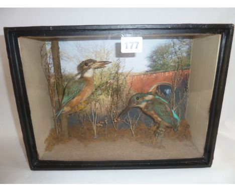 Taxidermy - cased Kingfishers