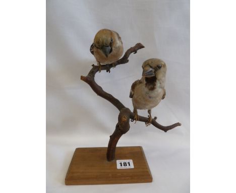 Taxidermy - mounted pair of Hawfinches