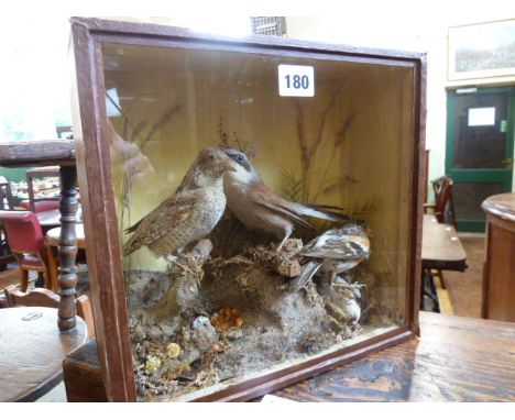 Taxidermy - cased Ryeneck, Red Backed Shrike and Brambling 