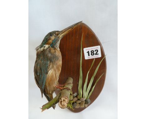 Taxidermy - mounted Kingfisher 