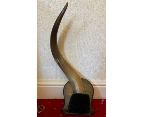 A buffalo ? horn mounted on wooden shelf. Approx 73cm h.Condition ReportGood condition.