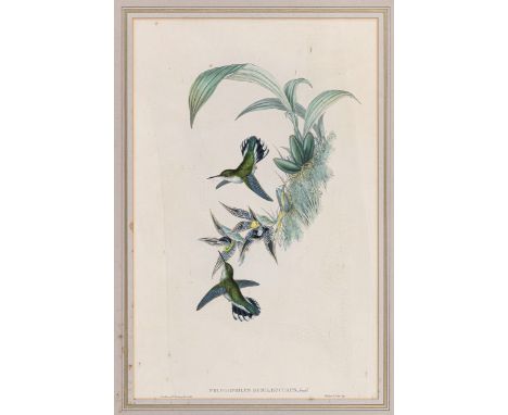 After John Gould (British, 1804-1881), Coloured lithograph of the exotic bird Phlogophilus Hemilleucurus (Ecuadorian Hummingb