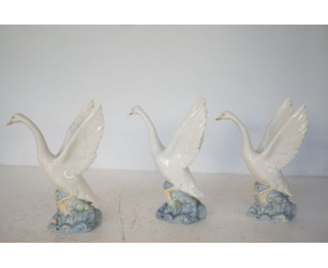 3 Nao swans 