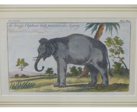 AN 18th CENTURY HAND COLOURED ENGRAVING FROM THE GENTLEMAN'S MAGAZINE, "THE YOUNG ELEPHANT LATELY PRESENTED TO HIS MAJESTY", 