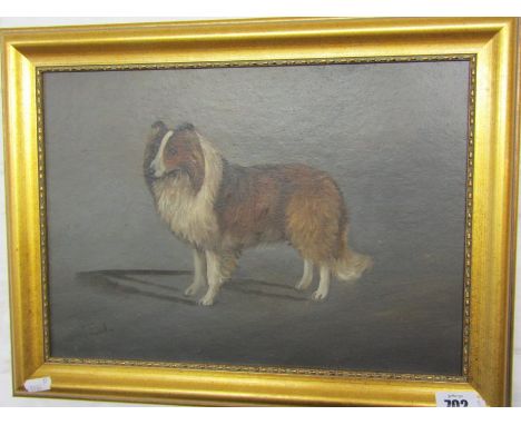 T. EARL, signed oil on board "Portrait of a Shetland Sheep Dog", 24cm x 34cm 