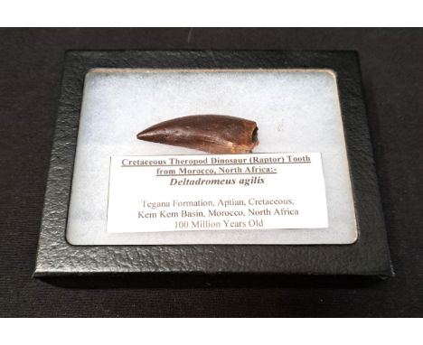 THERAPOD DINOSAUR (RAPTOR) TOOTH (Deltadromeus Agilis)these dinosaurs lived during the Cretaceous period around 99-94 million