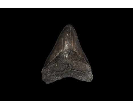Pliocene to Miocene Epoch, 4-7 million years BP. An exceptionally large Carcharocles megalodon shark tooth displaying good en
