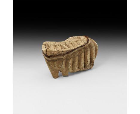 Pliocene Period, 5.2 - 2.5 million years BP. A woolly mammoth Mammuthus primigenius tooth displaying some good root, found at