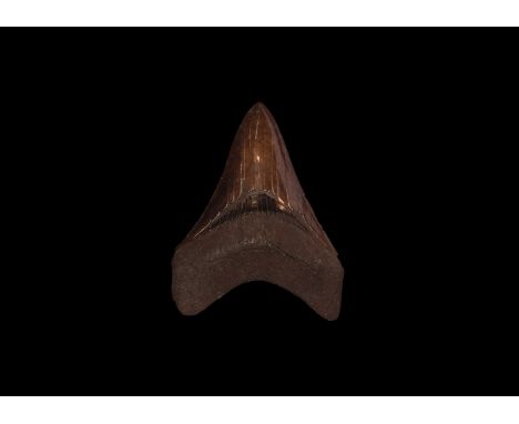 Early Pliocene Epoch, 4 million years BP. An unusually chocolate-coloured Carcharocles megalodon shark tooth with good serrat